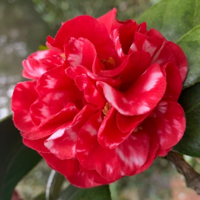 Little Red Ridinghood Variegated